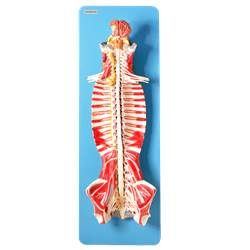 Sistema de Medula Espinhal-CS/AT/TZJ-0328-S