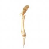 Caneta Pé-CS/AT/TGD-0190-U1