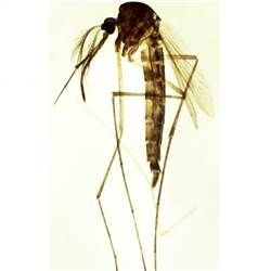 Lâmina Preparada de Zoologia 35 pçs-CS/AT-TIL-Z-35