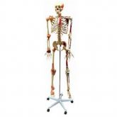 Esqueleto 1,68 cm c/Ligamentos,Articulados e Muscular -CS/AT/TGD 0101-A