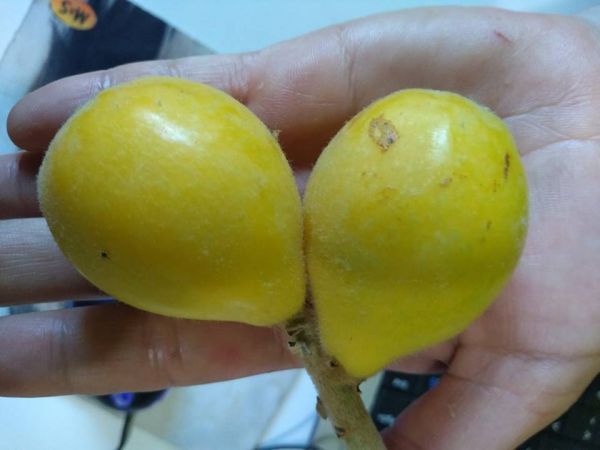 Nêspera Itaquera enxertada