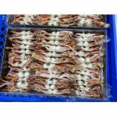 FROZEN CRAB