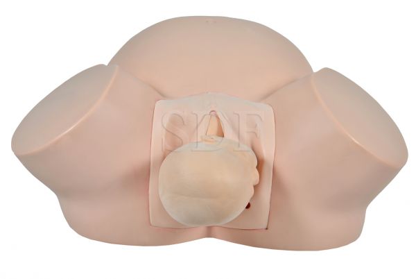 Simulador de Parto Básico-CS/SD-4011/B