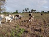 VENDEMOS GADO/SAPE-PB