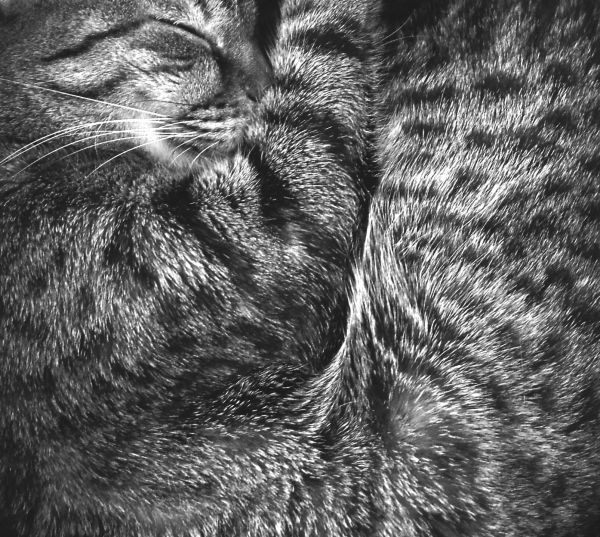 7 Poemas de gatos