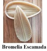 Bromelia Escamada