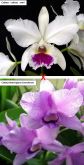Orquídea Catleya Labiata Semi-alba X C. Bowringiana Coerulecens No Vaso