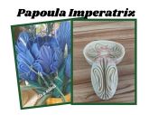 Papoula imperatriz