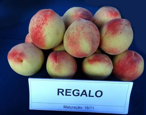 Pêssego BRS Regalo