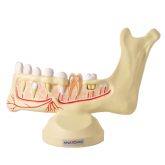 Hemi-Arcada Inferior Jovem-CS/AT/TZJ-0312-A
