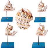 Desenvolvimento da Dentição em 4 Pçs.-CS/AT/TZJ-0313-D