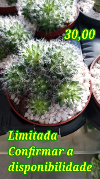 cacto