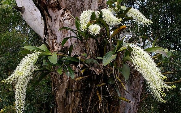 dendrobium speciosum