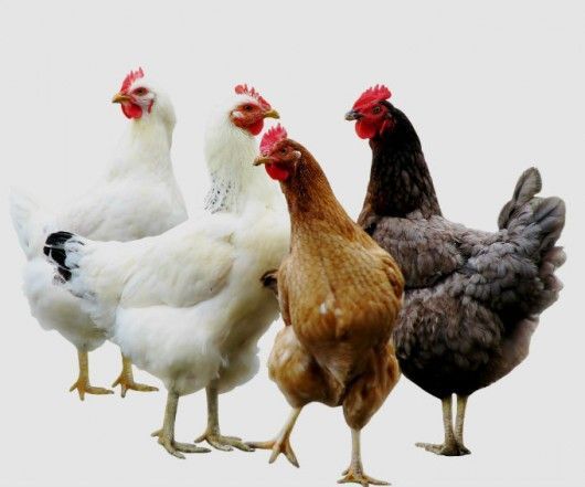 Galinhas de Postura Caipiras
