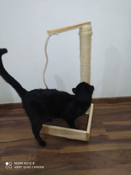 Gato na caixa