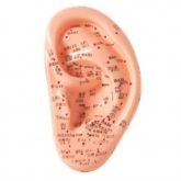 Acupuntura de Orelha 13 cm -CS/AT/TGD 0408-B