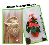 Anturio Argentino M (n-522)