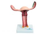 Vagina c/ Útero-CS/SD-5090