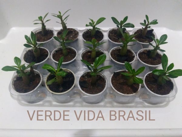 10 MUDAS ENVIADAS COM SUBSTRATO ( ESGOTADO)