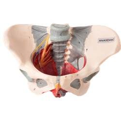 Esqueleto Pélvis Feminino c/ Nervos e Ligamentos-CS/AT/TZJ-0353-H
