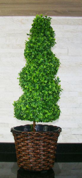 Bonsai Espiral Marrom