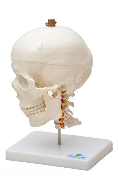 Crânio com Mandíbula Móvel e Coluna Cervical - CS/SD - 5008