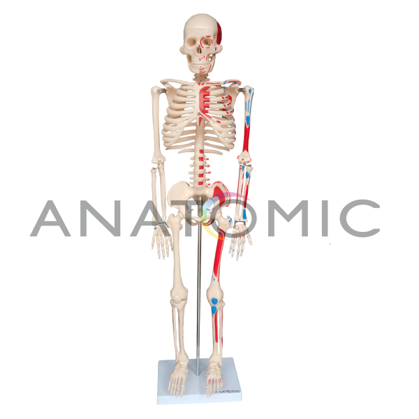 Esqueleto 85cm Artic. c/ Inserções Musculares c/Base-CS/AT-TGD-0112-AN