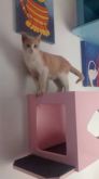 Nicho para gatos luxo