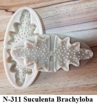 Suculenta Brachyloba (N-311)