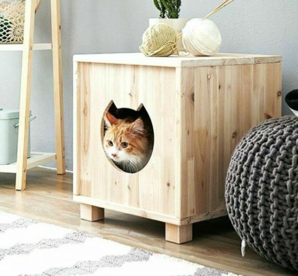 Gato Chique