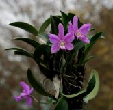 cattleya walkeriana tipo