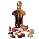 Torso 28 cm Assexuado em 14 partes-CS/AT/TGD-0209