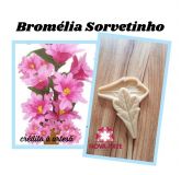 Bromélia sorvetinho