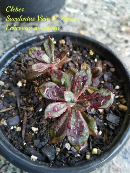 Echeveria nodulosa
