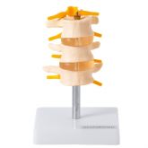Vértebras Lombares 3 Pçs-CS/AT/TGD-0153-B