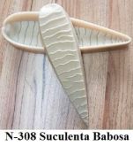 Suculenta barbosa (n-308)