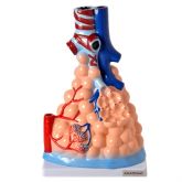 Alvéolos Pulmonares Ampliado-CS/AT/TZJ-0319-A
