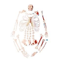 Esqueleto Humano Desarticulado Tamanho Natural c/origem e Inserção-CS/AT/TGD-0101-M