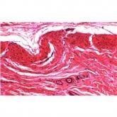 Lâminas Preparadas de Histologia 80 Peças-CS/AT-TIL-H-80
