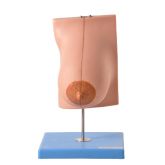 Glândula Mamária em Lactação-CS/AT/TZJ 0323-L