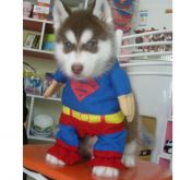 Roupa SuperDog PS0010
