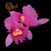 Opeth - Orchid CD Nacional!!!