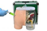 Simulador de Injeção Intramuscular no Glúteo e Visualização óssea, Muscular e Nervosa CS/SD-4009/B
