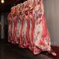 FROZEN WHOLE BEEF CARCASS GRADE A