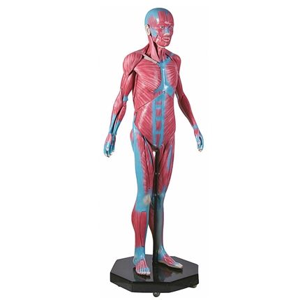 Manequim Muscular Assexuado 170 cm c/ 38 partes CS/AT/TGD-4000