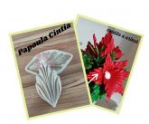 Papoula cintia (cód. 369)