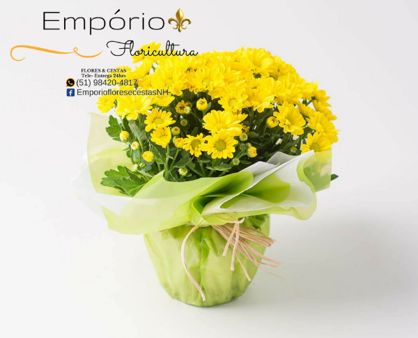 Flor do Campo ( Mini Crisantemo )