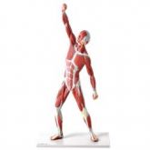 Manequim Muscular de 50 cm-CS/AT/TZJ-4005