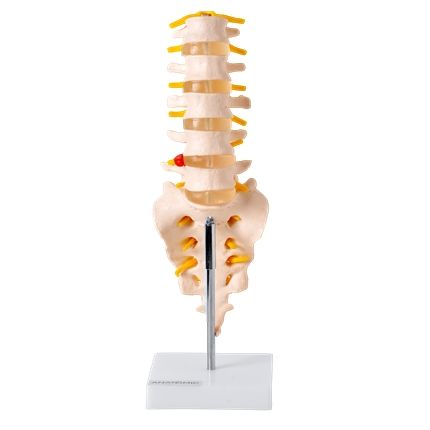 Coluna Vertebral Lombar-CS/AT/TGD 0145-B