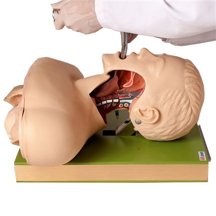 Simulador Adulto P/ Treino de Intubação c/ Visualização de Vias Aéreas-CS/AT/TGD-4007-A